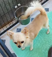 Celine, a female Chihuahua for sale in Gilbert, SC – 2 of 2
