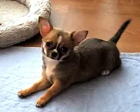 JILL, a female Chihuahua for sale in Gilbert, SC – 3 of 3