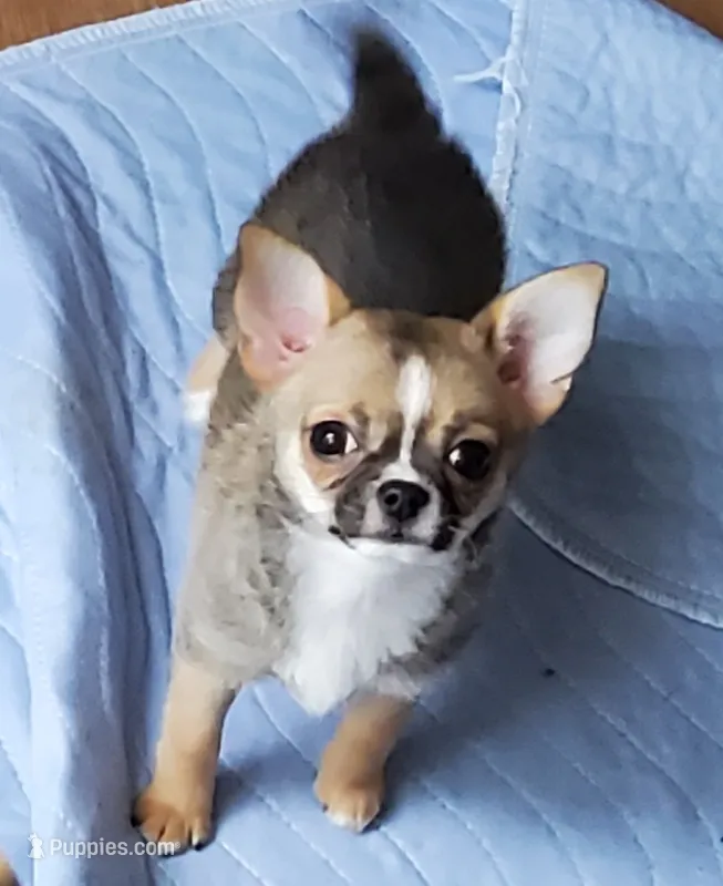 JILL – Chihuahua puppy for sale in Gilbert, SC