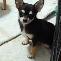 style, a male Chihuahua for sale in Gilbert, SC – 1 of 1