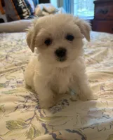 Prince Ollie, a male Maltese for sale in Wilkesboro, NC – 9 of 9