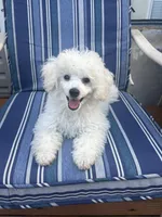 Captain , a male Poodle - Toy  for sale in Wilkesboro, NC – 2 of 2