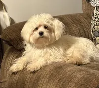 Prince Ollie, a male Maltese for sale in Wilkesboro, NC – 5 of 9