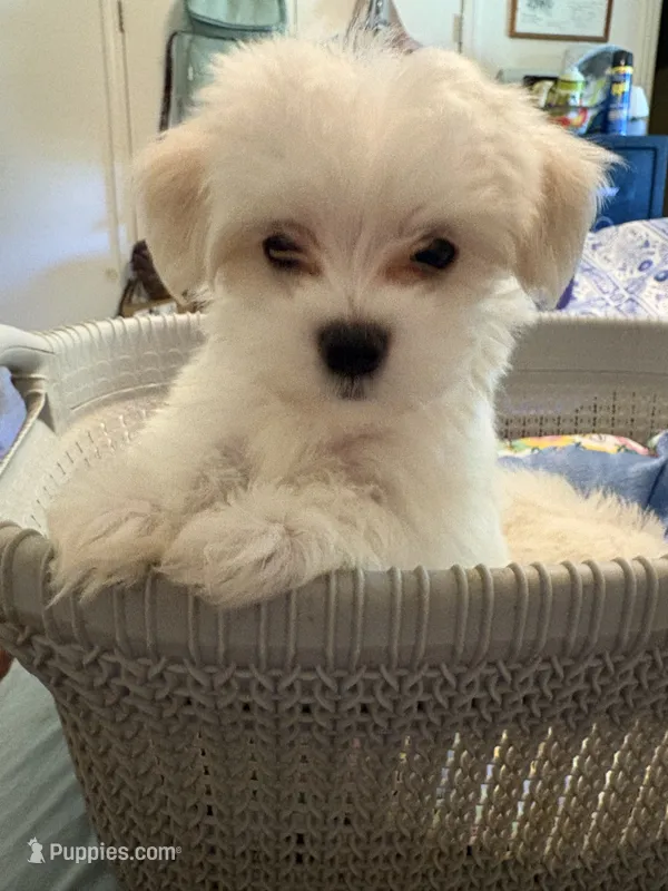 Prince Ollie – Maltese puppy for sale in Wilkesboro, NC