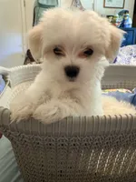 Prince Ollie, a male Maltese for sale in Wilkesboro, NC – 1 of 9