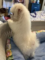 Prince Ollie, a male Maltese for sale in Wilkesboro, NC – 2 of 9