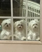 Prince Ollie, a male Maltese for sale in Wilkesboro, NC – 3 of 9