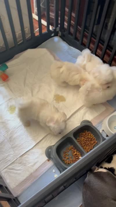 Prince Ollie, a male Maltese for sale in Wilkesboro, NC – 4 of 9