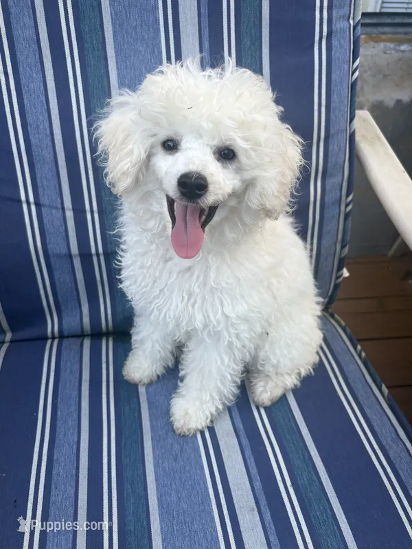 Captain , a male Poodle - Toy  for sale in Wilkesboro, NC – 1 of 2