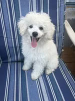 Captain , a male Poodle - Toy  for sale in Wilkesboro, NC – 1 of 2