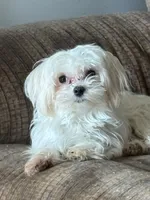 Prince Ollie, a male Maltese for sale in Wilkesboro, NC – 7 of 9