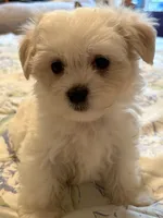 Prince Ollie, a male Maltese for sale in Wilkesboro, NC – 6 of 9