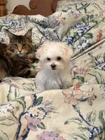Prince Ollie, a male Maltese for sale in Wilkesboro, NC – 8 of 9