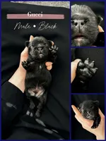 Gucci, a male French Bulldog for sale in Greenville, SC – 5 of 5