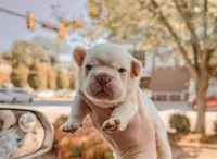 Yves Saint Laurent, a male French Bulldog for sale in Greenville, SC – 2 of 3