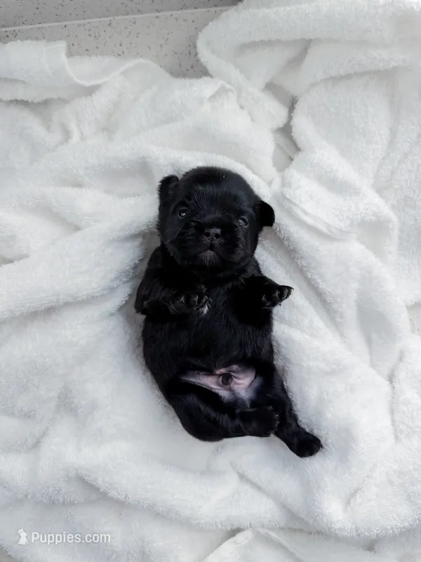 Gucci – French Bulldog puppy for sale in Greenville, SC