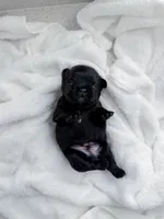 Gucci, a male French Bulldog for sale in Greenville, SC – 1 of 5