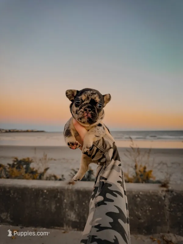 Birkin – French Bulldog puppy for sale in Greenville, SC