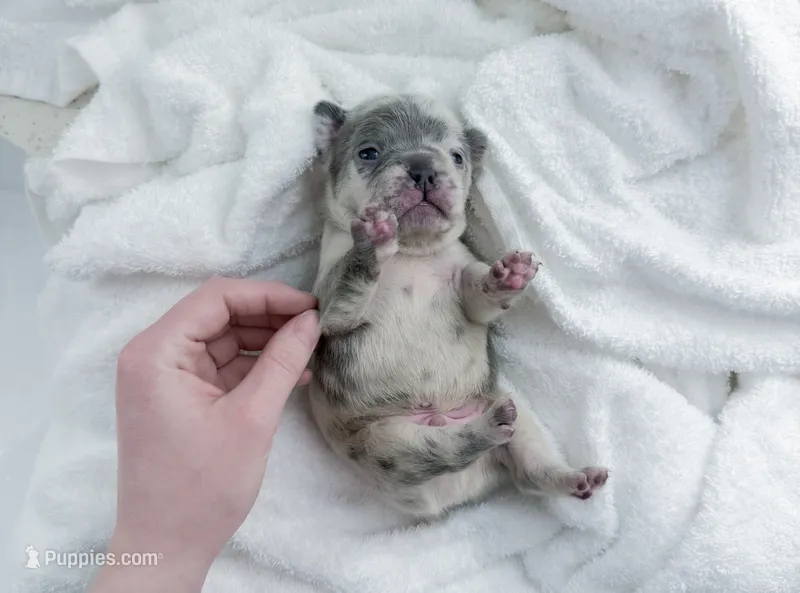 Louis Vuitton – French Bulldog puppy for sale in Greenville, SC