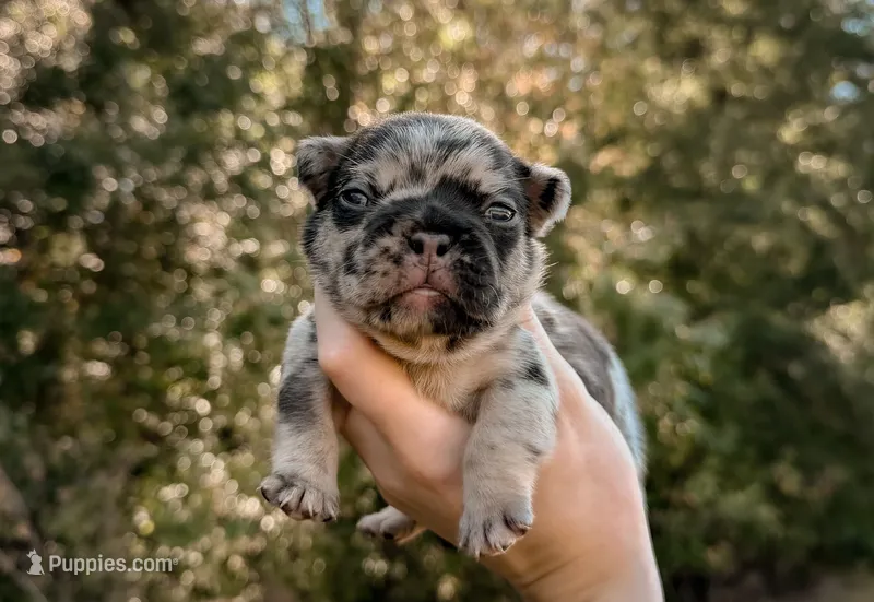 Birkin – French Bulldog puppy for sale in Greenville, SC