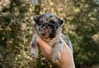 Birkin, a female French Bulldog for sale in Greenville, SC – 1 of 3