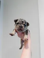 Chanel, a female French Bulldog for sale in Greenville, SC – 2 of 6