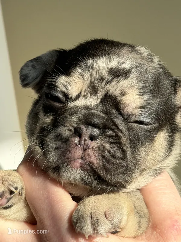 Birkin – French Bulldog puppy for sale in Greenville, SC