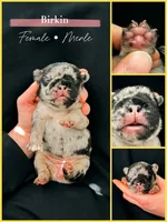 Birkin, a female French Bulldog for sale in Greenville, SC – 3 of 3