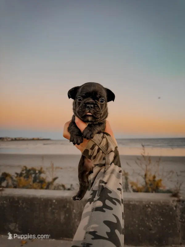 Givenchy – French Bulldog puppy for sale in Greenville, SC