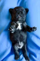 Givenchy, a male French Bulldog for sale in Greenville, SC – 2 of 4