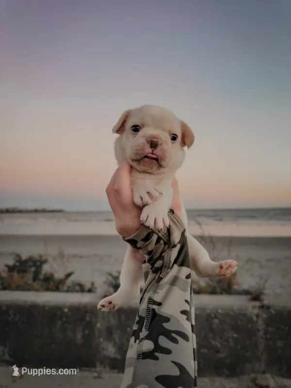 Yves Saint Laurent – French Bulldog puppy for sale in Greenville, SC