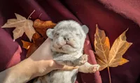 Louis Vuitton, a male French Bulldog for sale in Greenville, SC – 2 of 3