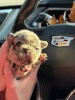 Chanel, a female French Bulldog for sale in Greenville, SC – 5 of 6
