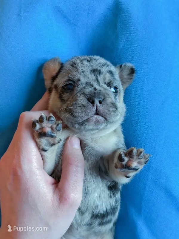 Chanel – French Bulldog puppy for sale in Greenville, SC