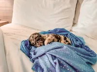 Birkin, a female French Bulldog for sale in Greenville, SC – 2 of 3