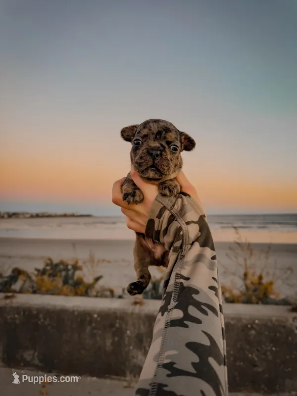 Fendi – French Bulldog puppy for sale in Greenville, SC