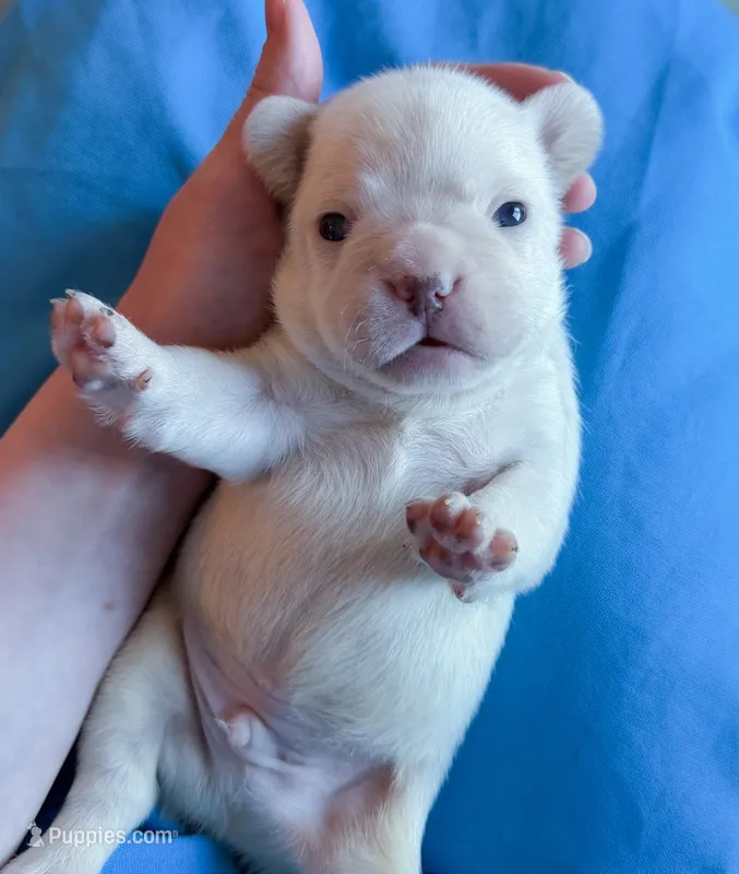 Yves Saint Laurent – French Bulldog puppy for sale in Greenville, SC
