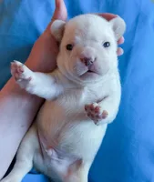 Yves Saint Laurent, a male French Bulldog for sale in Greenville, SC – 1 of 3