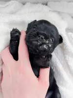Gucci, a male French Bulldog for sale in Greenville, SC – 3 of 5