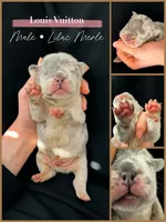 Louis Vuitton, a male French Bulldog for sale in Greenville, SC – 3 of 3