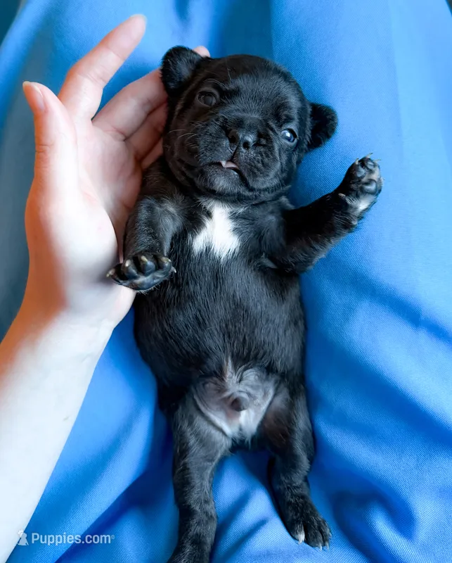 Givenchy – French Bulldog puppy for sale in Greenville, SC