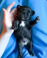 Givenchy, a male French Bulldog for sale in Greenville, SC – 1 of 4