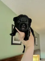 Gucci, a male French Bulldog for sale in Greenville, SC – 4 of 5