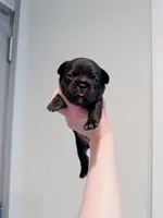 Givenchy, a male French Bulldog for sale in Greenville, SC – 3 of 4