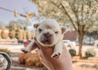 Bottega, a male French Bulldog for sale in Greenville, SC – 2 of 3