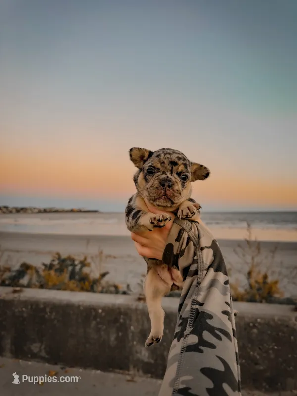 Chanel – French Bulldog puppy for sale in Greenville, SC