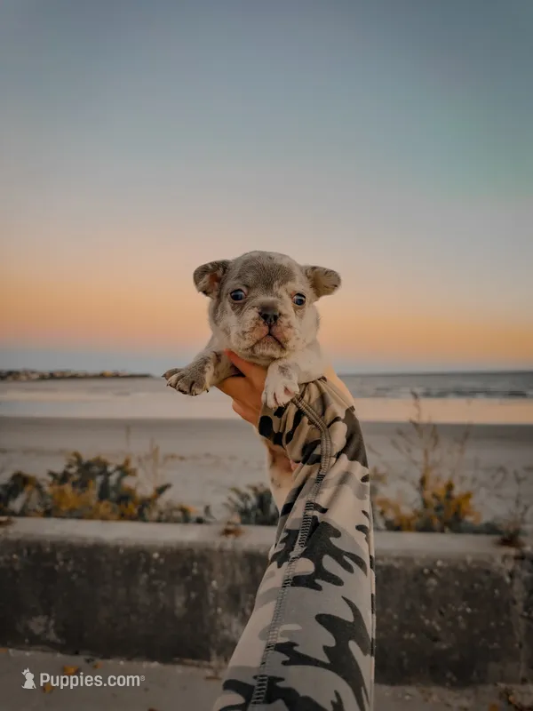 Louis Vuitton – French Bulldog puppy for sale in Greenville, SC
