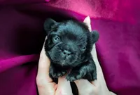 Gucci, a male French Bulldog for sale in Greenville, SC – 2 of 5
