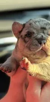 Chanel, a female French Bulldog for sale in Greenville, SC – 6 of 6