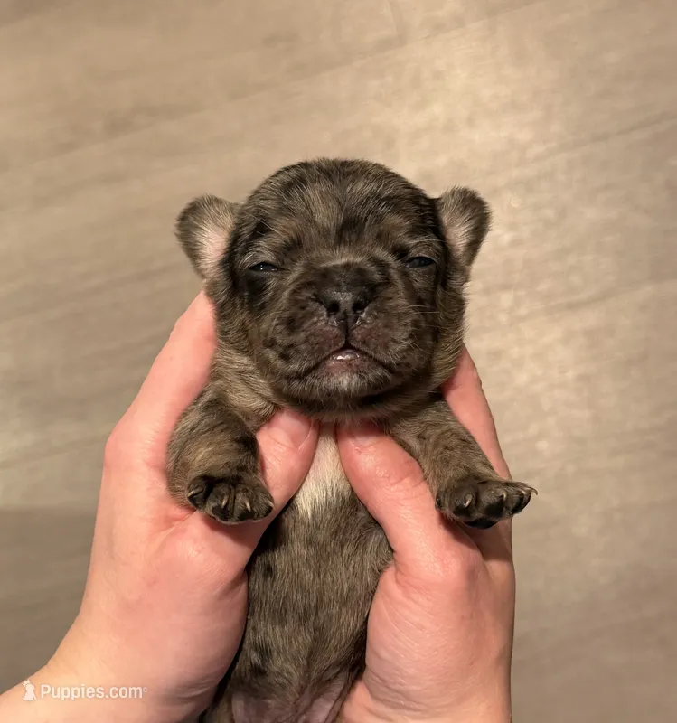Fendi – French Bulldog puppy for sale in Greenville, SC